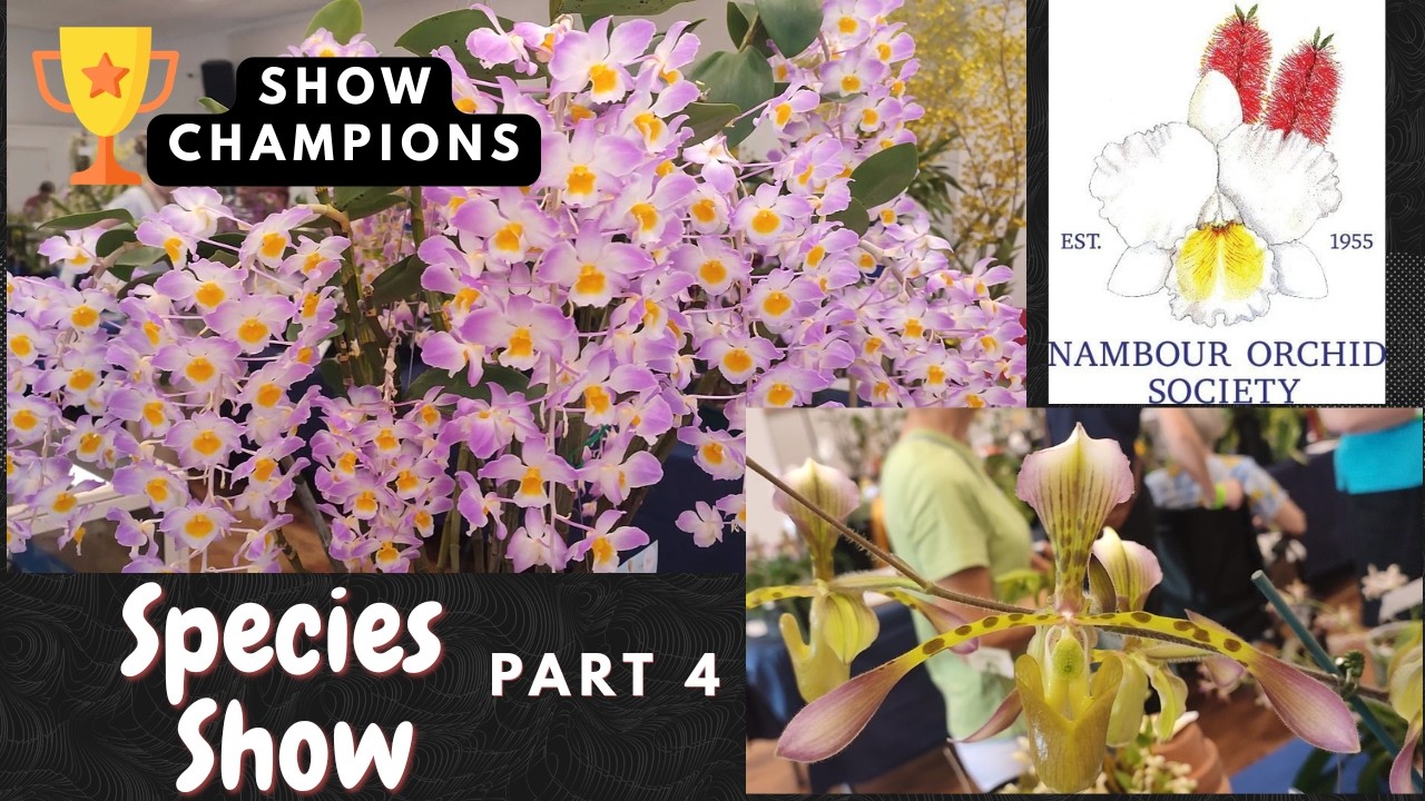 Rare Wild Orchids! Nambour 2025 Species Show Tour: Part 4 - YouTube