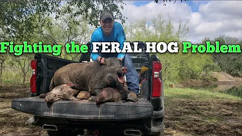 Feral HOGS are tearing up Texas! Fighting the FERAL HOG Battle!