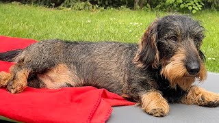 My dachshund always magically gets his way 😀 #TeddyTheDachshund by Teddy the Dachshund 2,342 views 6 days ago 1 minute, 25 seconds