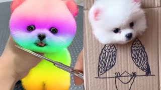 2024 Chó Phốc Sóc Mini 😍 Funny and Cute Pomeranian 😺🐶 | cute animals62