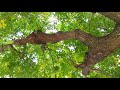 あれはね/Chara Naanaによるカヴァー