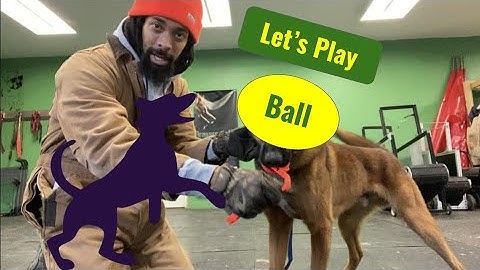 Puppy Horsepower | Let’s Play Ball | Grassroots K9