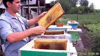 Как скормить пчёлам прошлогодний мёд в рамках