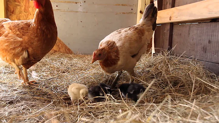 Hatchlings and their adopted mother hen
