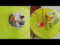 Cat Kittens playing tunnel tent toy|Mother cat and kittens|Kittens playing video|