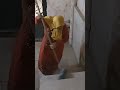 روتين تنظيف السلم حاله واتس ام كلثوم 