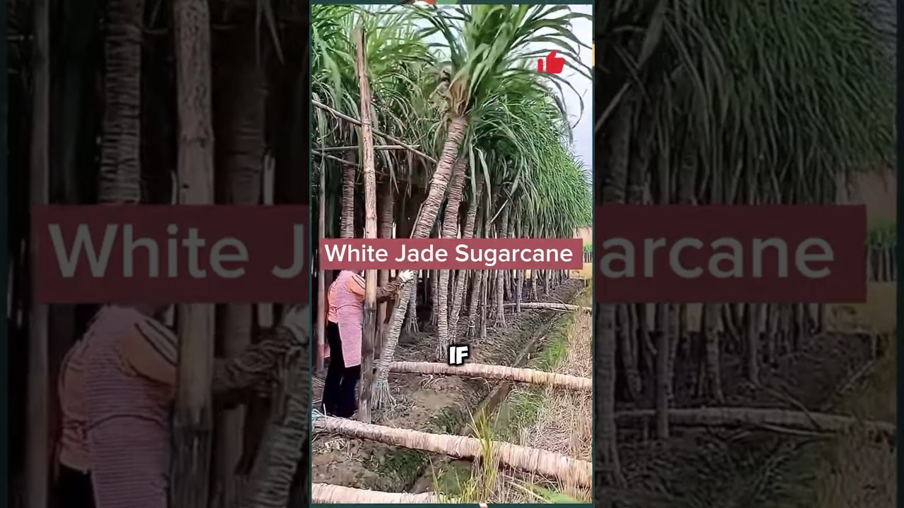 Увеличьте урожайность сахарного тростника: советы по выращиванию сахарного тростника White Jade д...