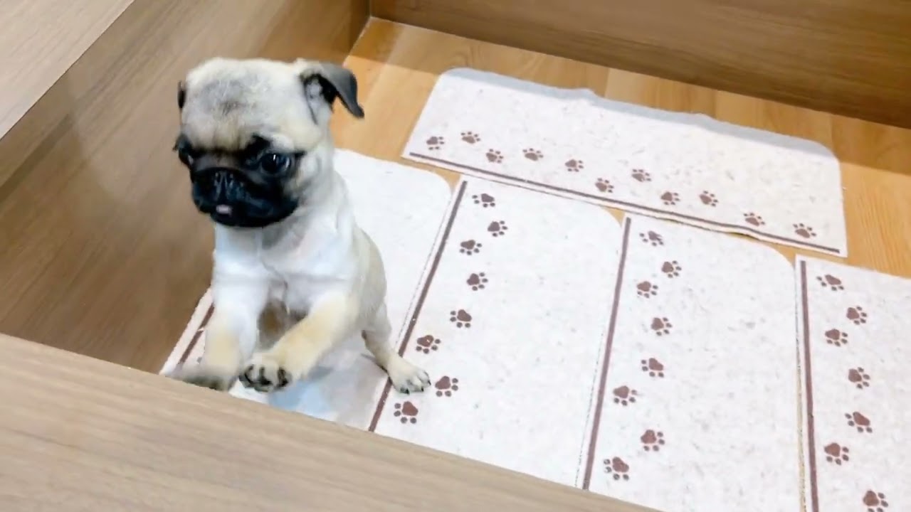 ペットショップ犬の家近江八幡店「203880」「パグ」 - YouTube