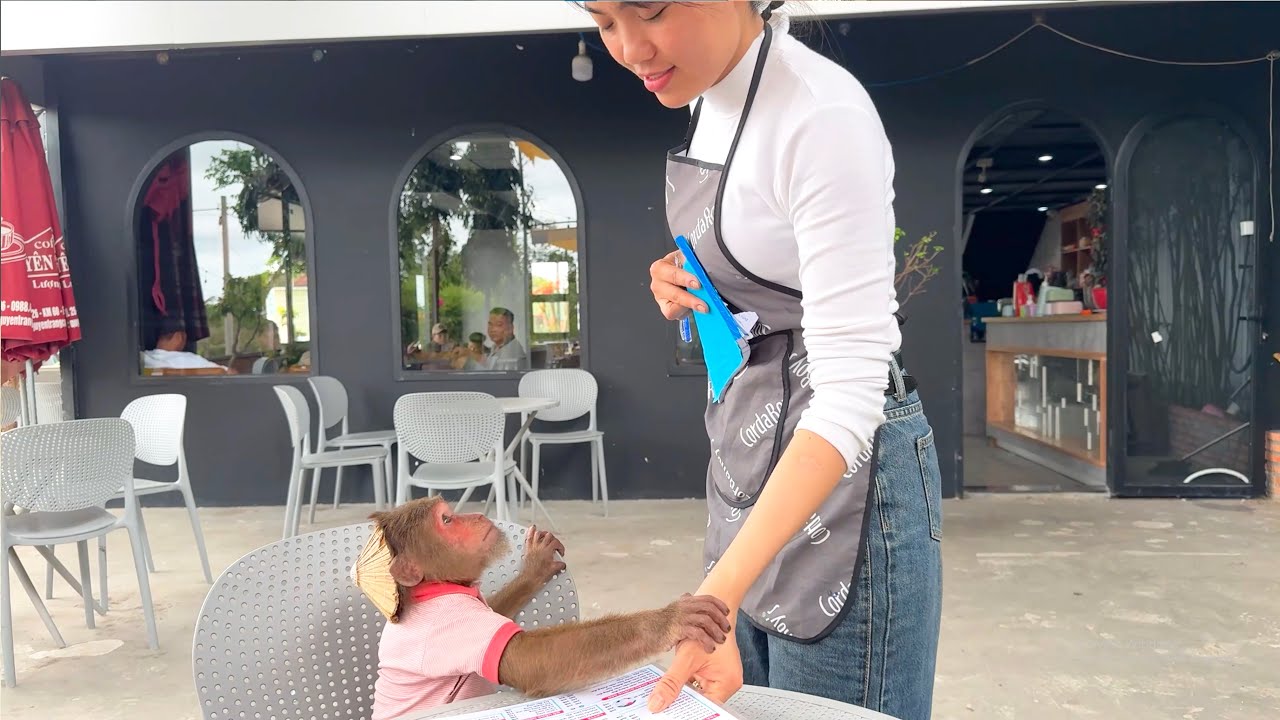 Luxury Morning! CUTIS Takes Goat Out for Coffee and Stuns Everyone