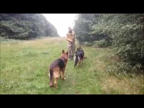 Wideo: Jak Chodzić Labrador Retriever