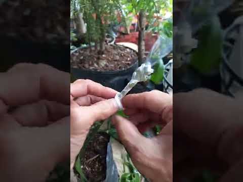 Kỹ thuật ghép và chăm sóc cây mới nhất – The latest technique of grafting and tree care #0848