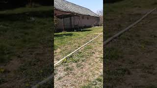 Blue Staffy Rocky Modrý Stafordšírsky Teriér