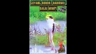 DANGDUT/versi GOYANG KODOK,,,asyik 👍👍😂