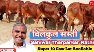 Top 10 Champion 🏆 Sahiwal Tharparkar Rathi Cow 👌 आज का दाम खरीदने वाला है चुकने वाला नहीं Cow Videos