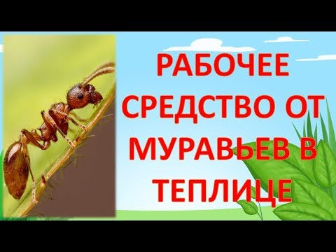 Вопрос: Можно избавится от муравьев в теплице без химических препаратов?