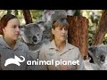 Entorno ideal para que los koalas se reproduzcan! | Los Irwin | Animal Planet