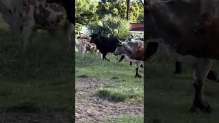 Nkunzi Yakwambona Ufezela Otinyela Ungenayo So