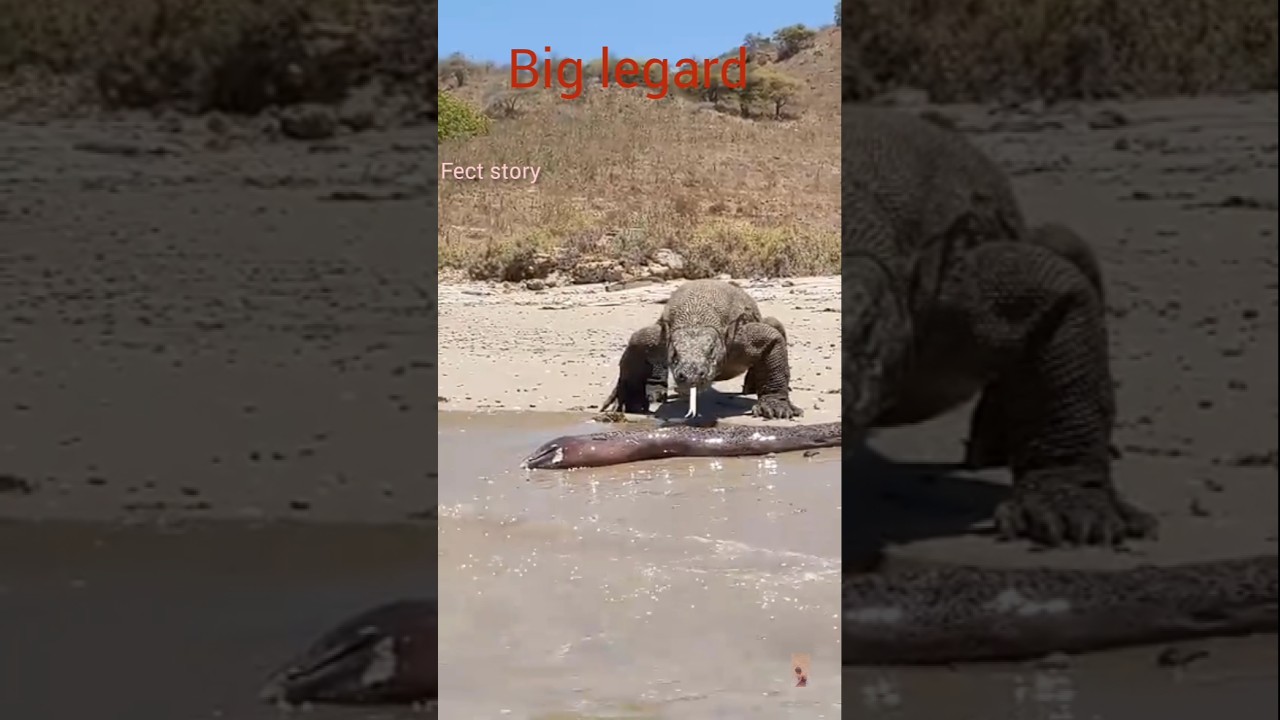 Big legard 🫣