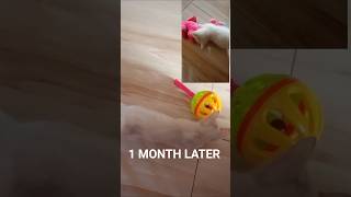 HERE HE IS NOW,A MONTH LATER☺️#happy#catlover