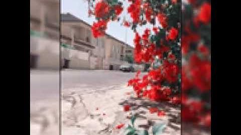 سورة التغابن 🌹🌹الشيخ خالد الجليل 