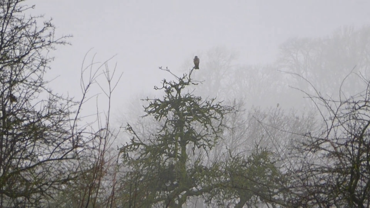 Bird identification - Bird of Prey or Pigeon ? Lumix TZ71 Zoom !