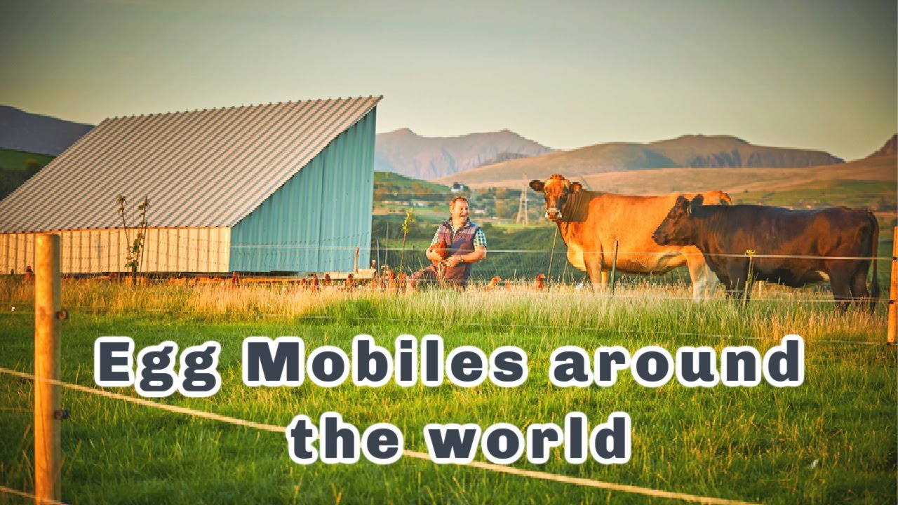 CELEBRATING YOUR EGG MOBILES