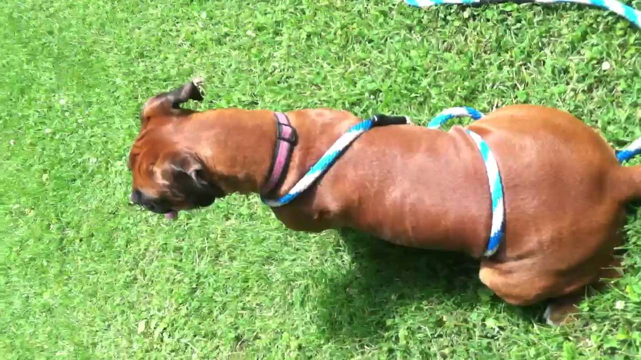 BULLY BELLY LEASH TRAINING YouTube