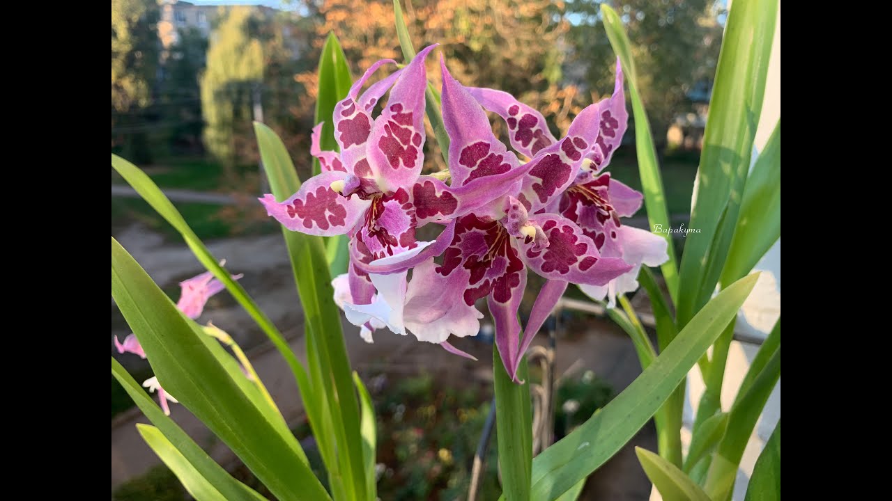 Orchidée Beallara Peggy Ruth Naturelle - 2 Plants 30-40cm - Fleurs Légèrement Parfumées - Plante D'Intérieur Hollande