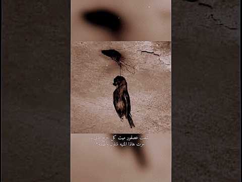شفت عصفور ميت كل جرح مابي الشاعر سمير صبيح الله يرحمه اجمل اشعار وستوريات حزينه