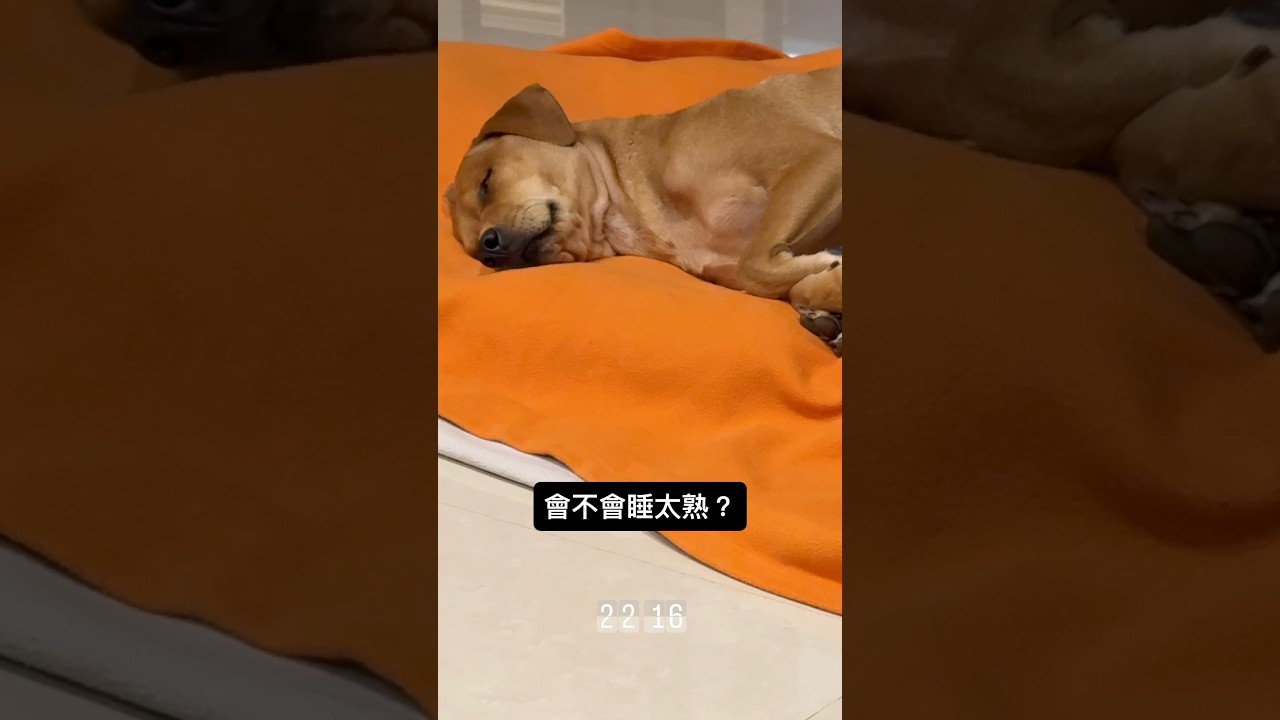 想罵路人的狗狗 日記 縮圖