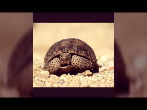 Video: Heyvan Tısbağasını Necə Bəsləmək Olar