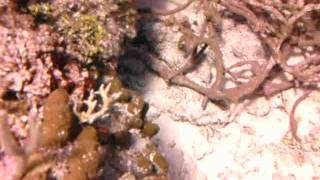 Moray Eel Eats Lionfish