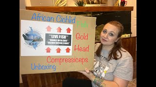 African Cichlid Gold Head Compressiceps *Fish Unboxing*