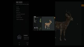 Super rare Diamond Piebald  Roe Deer