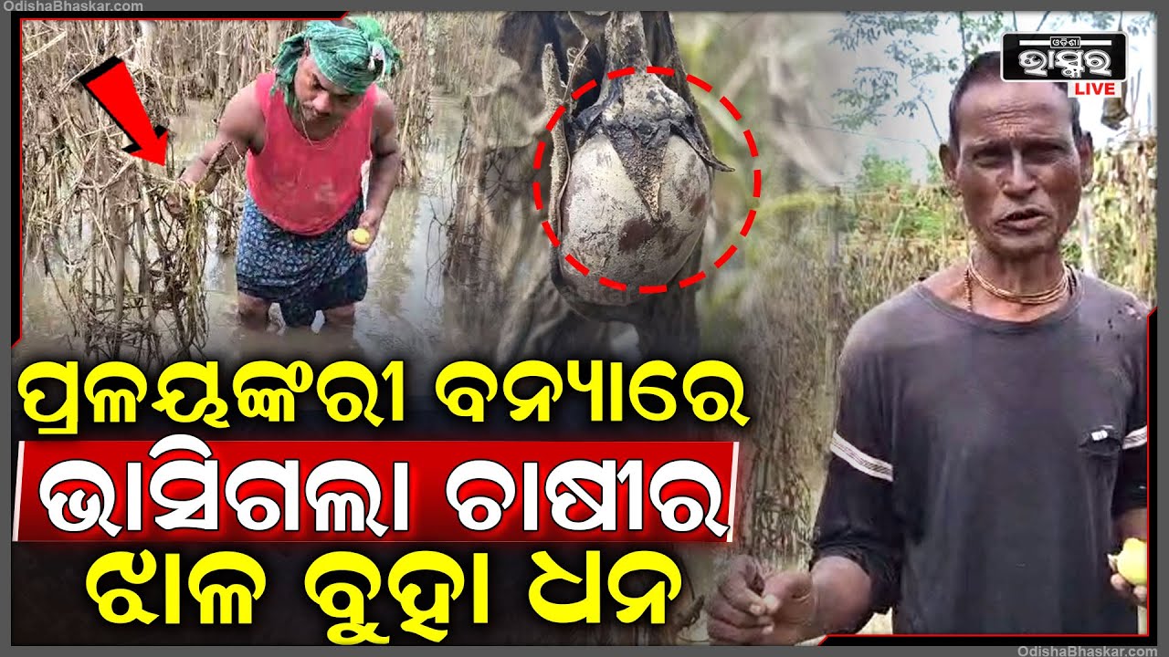 ସୁବର୍ଣ୍ଣରେଖା ବନ୍ୟାରେ ପରିବା ଚାଷ କ୍ଷତିଗ୍ରସ୍ତ..ଚାଷ କରିଥିବା ଚାଷି ସହାୟତା ପାଇଁ କରିଛନ୍ତି ନିବେଦନ