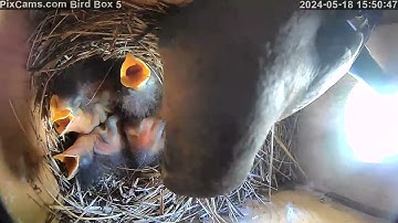Bluebird chick feeding in Bird Box 5  5/18/2024