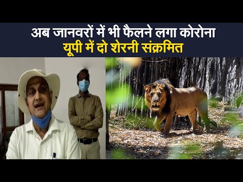 Corona in animals: अब जानवरों में भी फैलने लगा है कोरोना वायरस,यूपी में दो शेरनी संक्रमित 1 Corona in animals: अब जानवरों में भी फैलने लगा है कोरोना वायरस