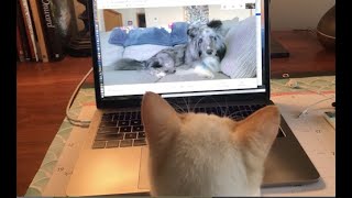 OMS Distance Learning Week 2