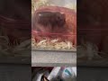 👁 #hamster #fyp #shorts