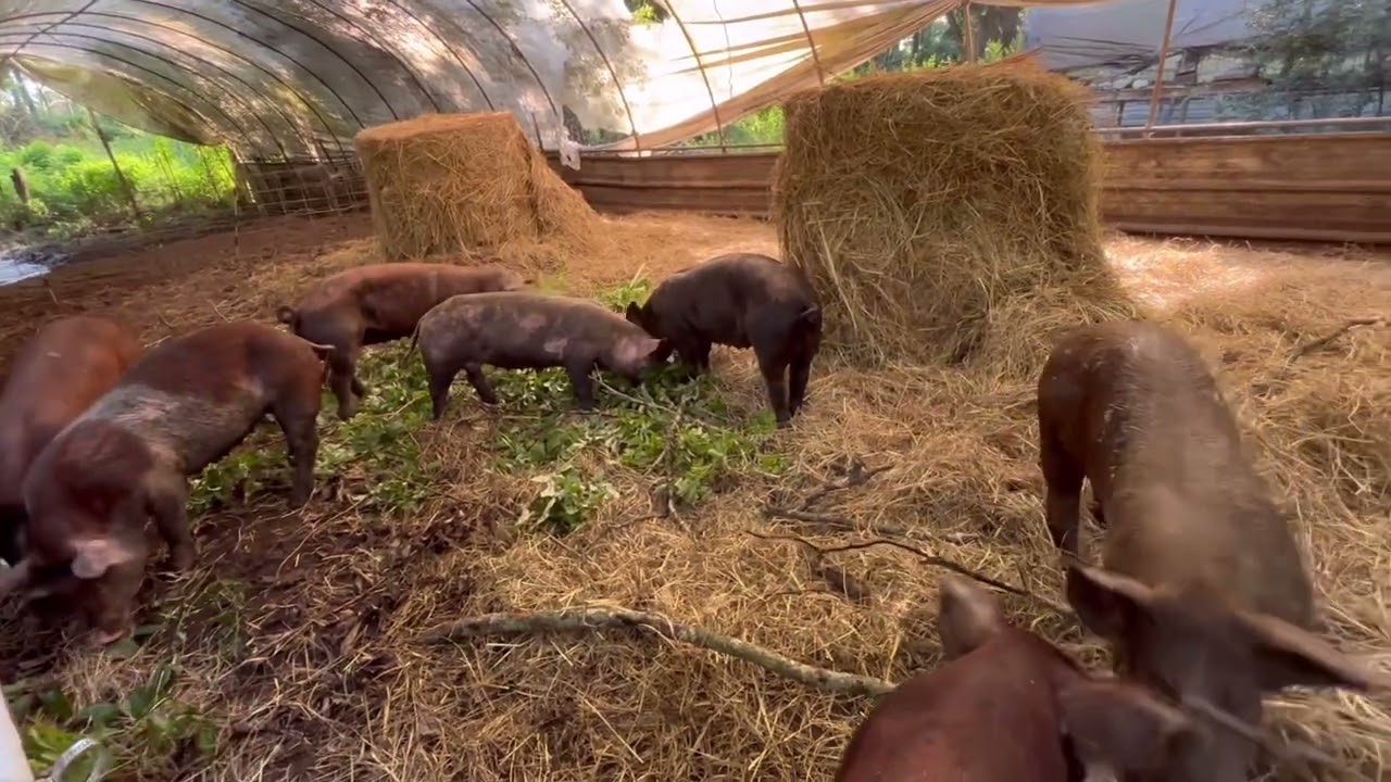 Deep Litter Hog Barn. Keeping them from getting bored
