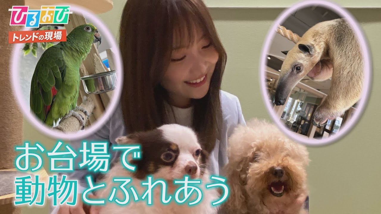 ひるおび ミーアキャットやコアリクイ 動物たちが暮らす森 アニミル から野村彩也子アナが中継 Youtube ひるおび ミーアキャットやコアリクイ 動物たちが暮らす森 アニミル から野村彩也子アナが中継 Youtube