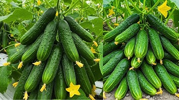 🔴LIVE 🥒🥒🥒DIY Cucumber Propagation: Extracting and Planting Cucumber Seeds