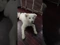 Mai to Masoom hu 😮#pyakuli&candy#shortvideo #doggielife #youtubeshorts #petdog ❤️