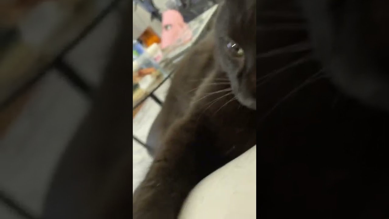 Beanz The Black Cat Hanging Out On The Couch With His Family