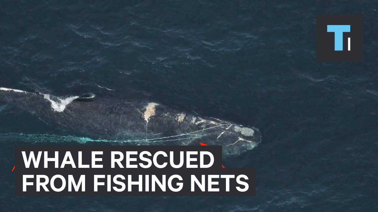 Rescuers save whale from commercial fishing nets