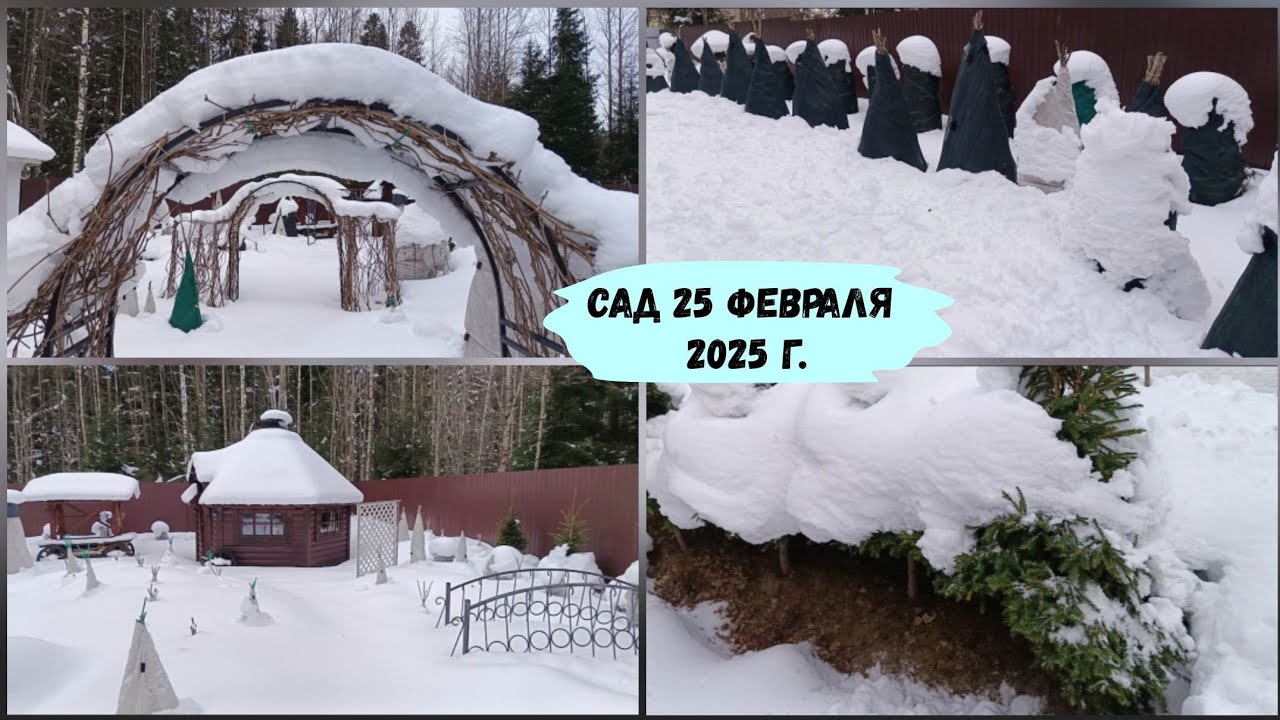 Сад 25 февраля 2025 г.