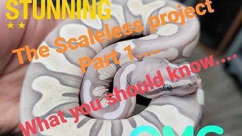 Scaleless Ball Pythons.. The project part 1...