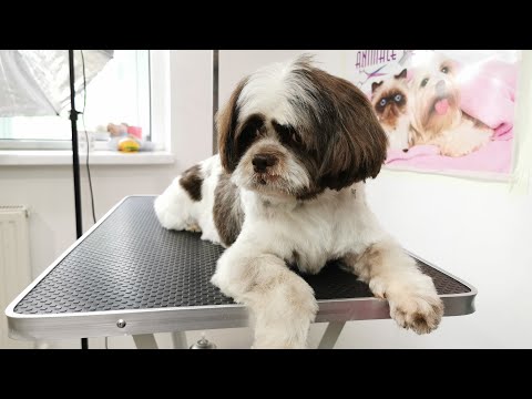 Toaleta completa Bichon & Shitzu (Grooming)