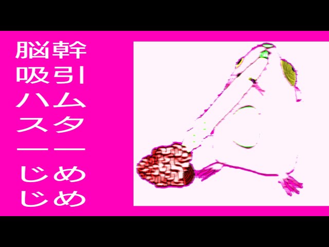 Tronc cérébral aspiration hamster moiteNEW!sabagashira