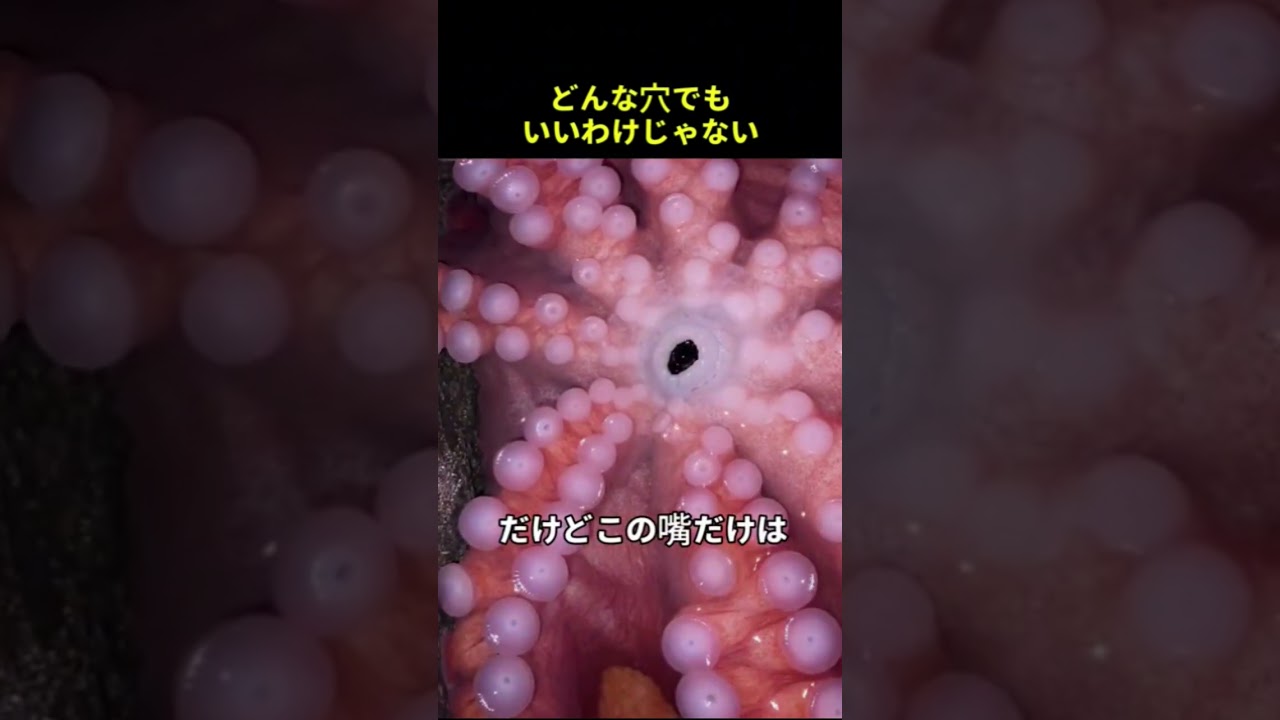 タコが小さな穴に入れる本当の理由、最後に残った弱点とは